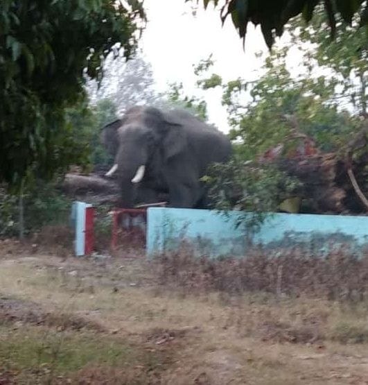 Elephants enter Gandhakhali, temple gate, boundary wall broken