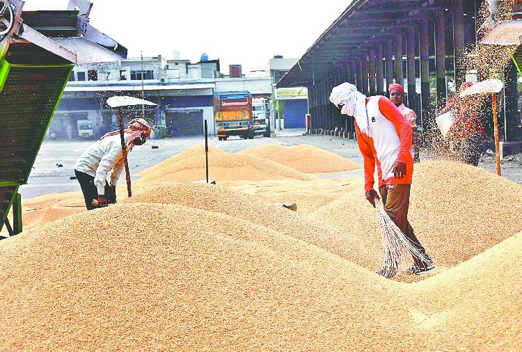 Wheat procurement not start at Ludhiana Grain Mandi