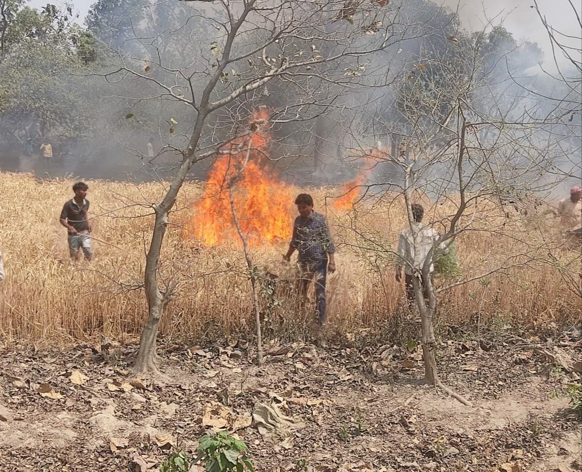 30 bigha wheat ashes due to fire in Kalvari region
