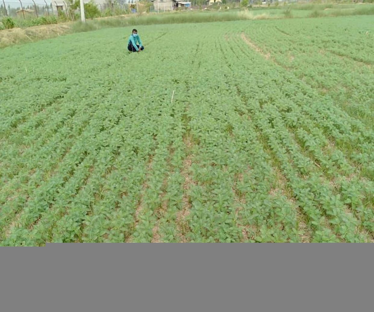 village,former,water,SDM,crops