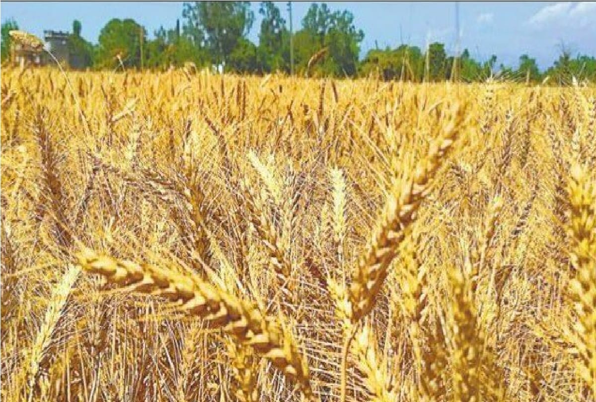 Scorching heat of March will have an adverse effect on the wheat crop
