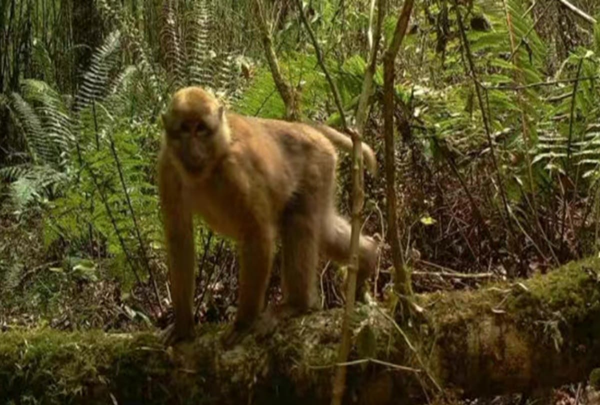 Five new animal species of wild animals discovered in Southwest China Tibet