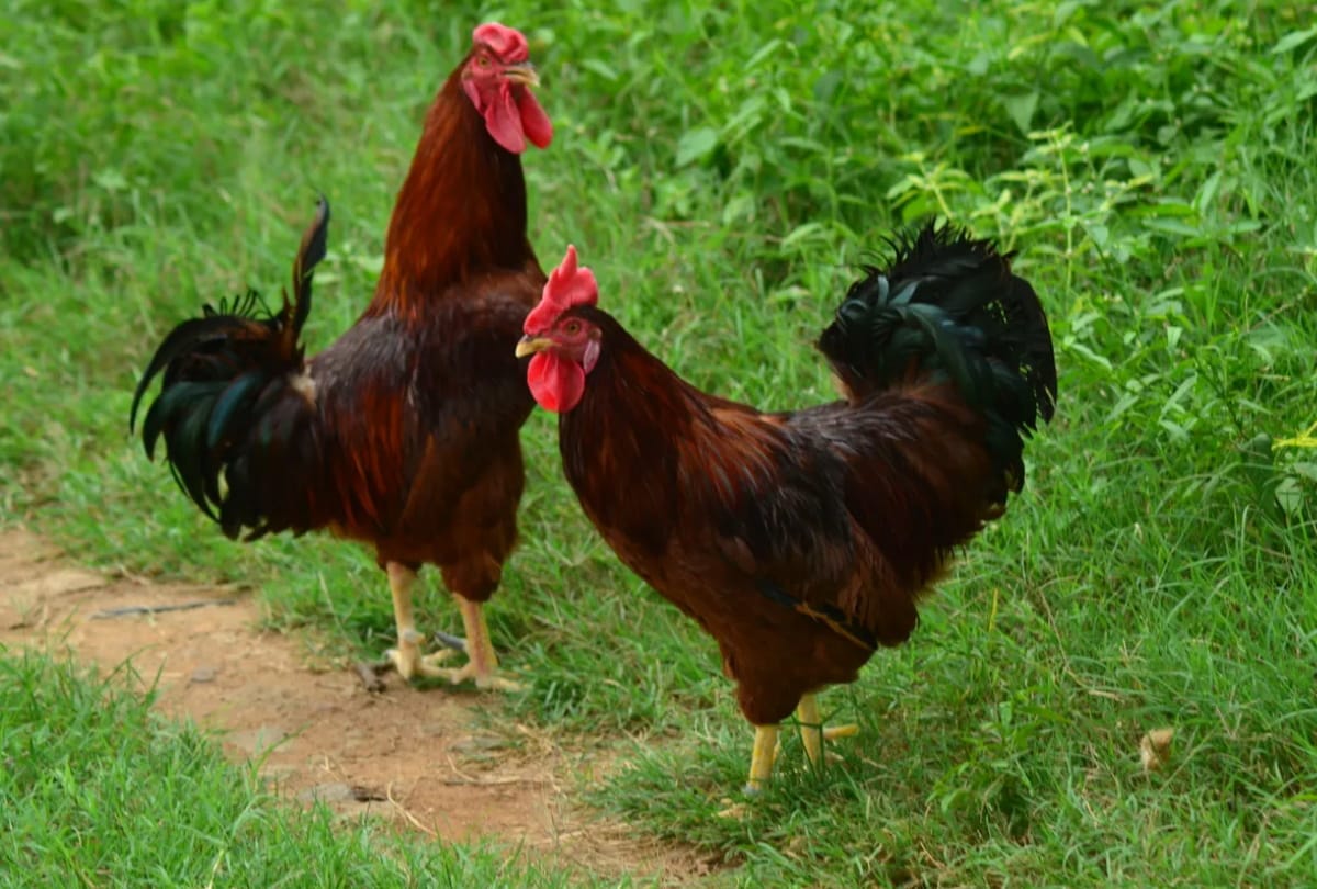 son of former MLA gave complaint in police station on death of chicken in Maharajganj