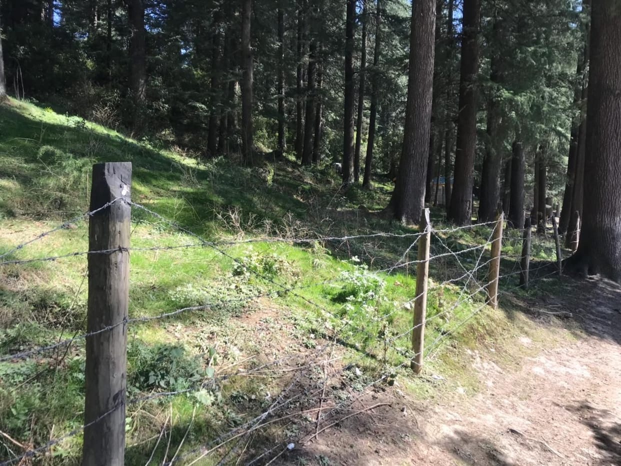 trees dried without care in Khajjiar