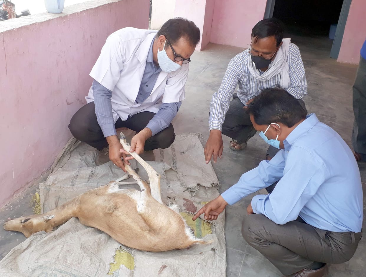 deer dies in sambhal