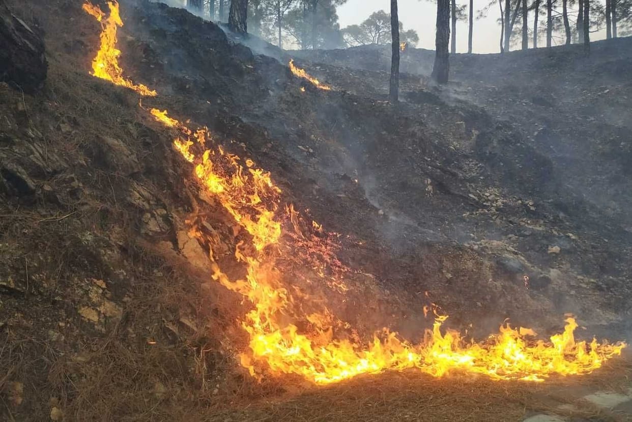 Ghingrutola as well as other forests caught fire