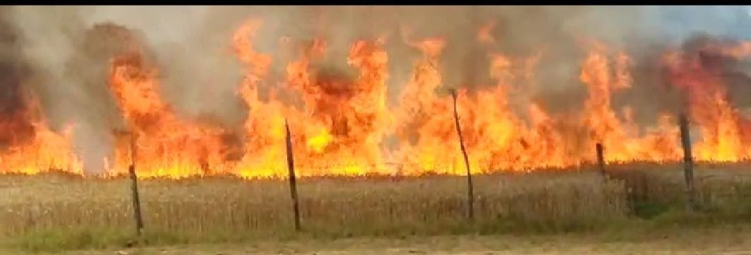 Four acres of wheat burnt to ashes due to fire in Combine machine