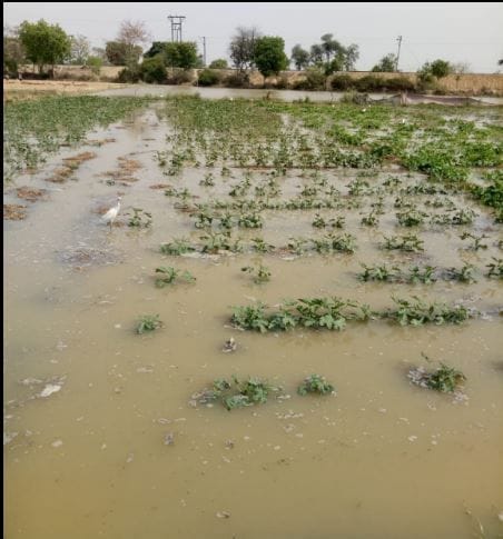 Hathras: Water filled in fields due to carelessness of railways, crop wasted