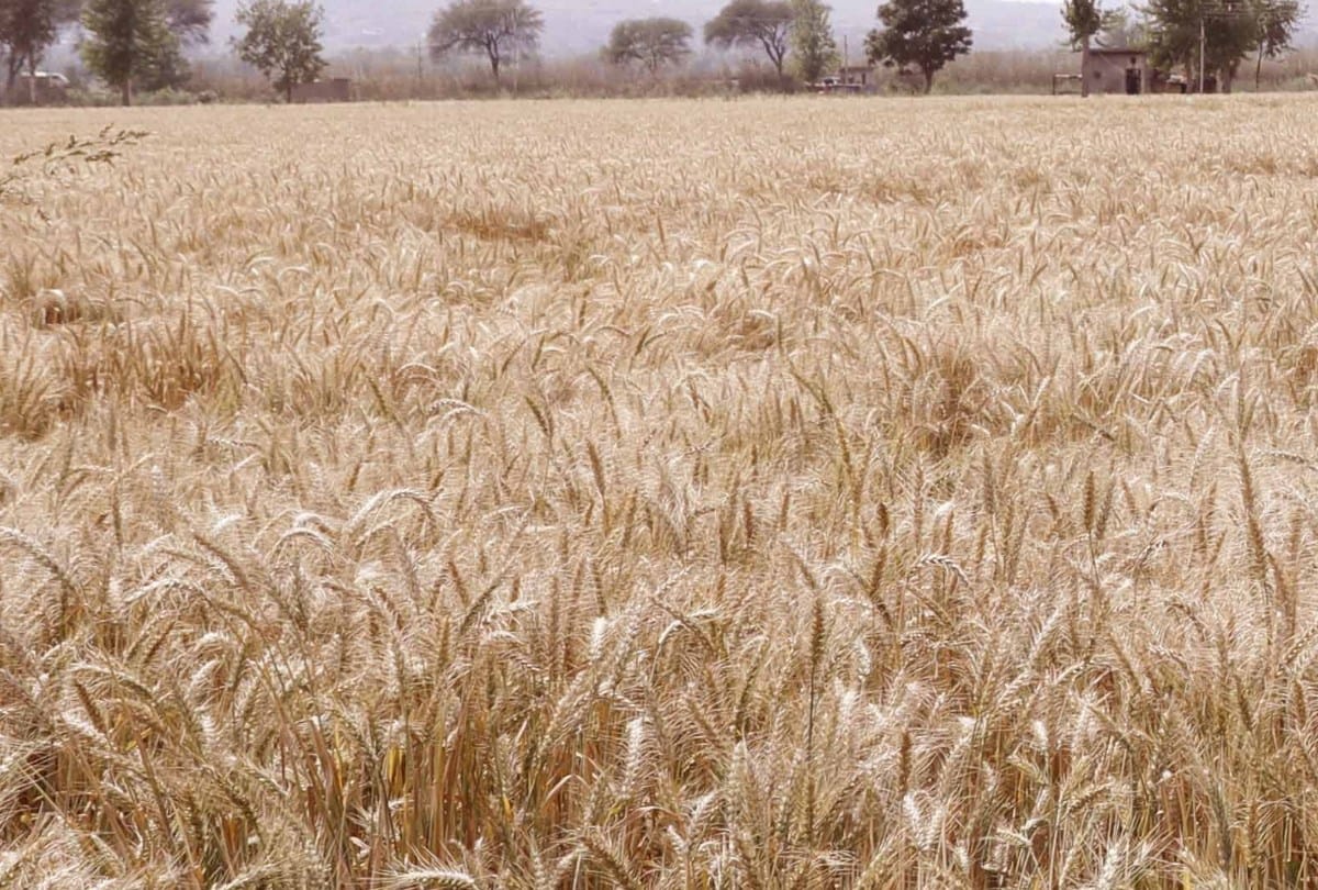 Farmers not satisfied with government MSP In Patiala