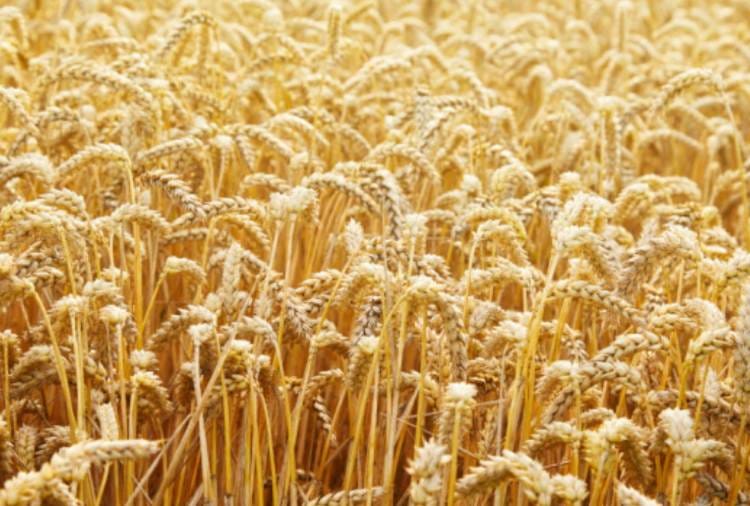 Madhya Pradesh aim to beat punjab in wheat procurement in this year