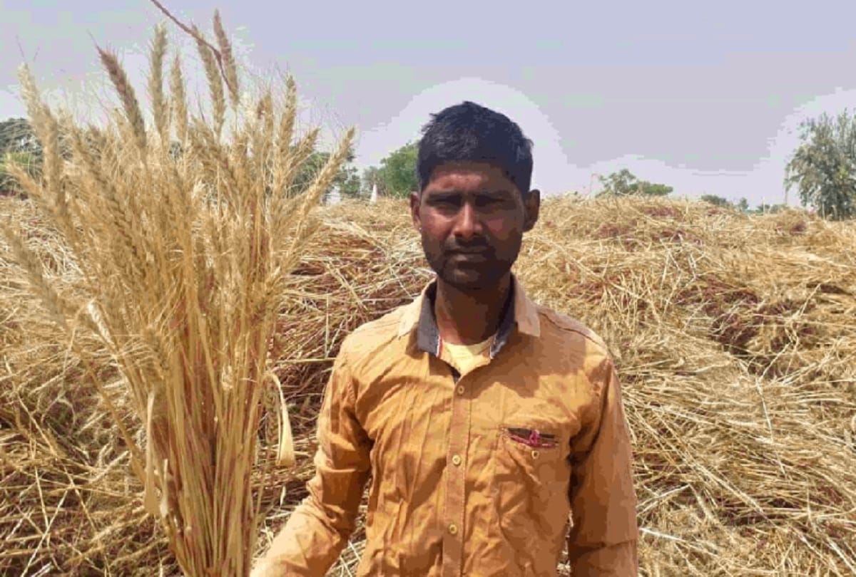 The brothers grew black wheat after learning from YouTube in aligarh