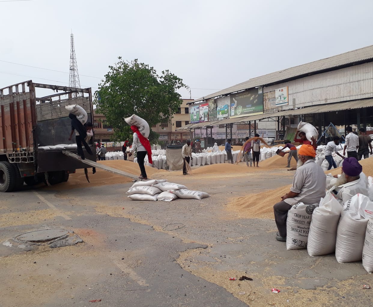Chief Minister's warning, DC will be responsible if delay in lifting wheat