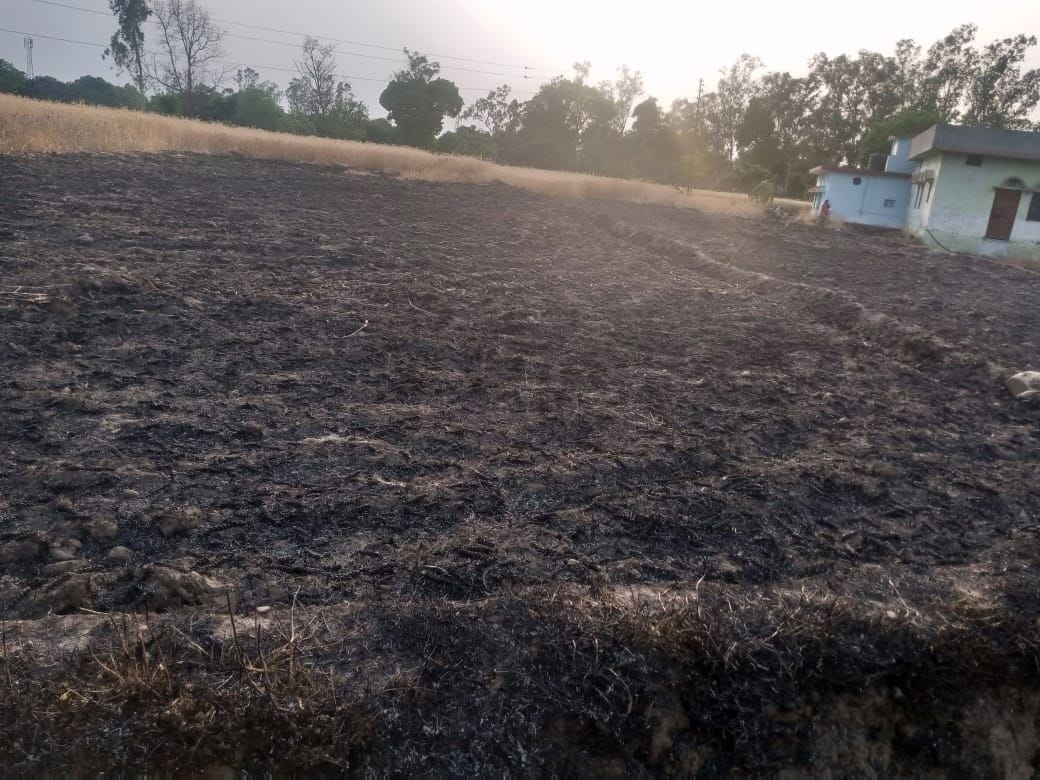 Three bigha burnt wheat burnt to ashes, many lime trees burnt