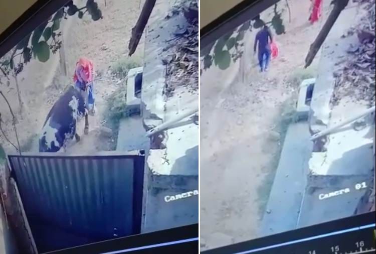 90 year old woman died attacked by Bull in Haryana