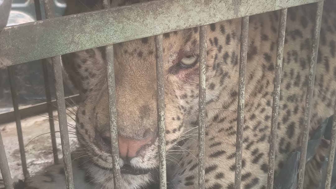 kotdwar news : leopard who killed a girl captured
