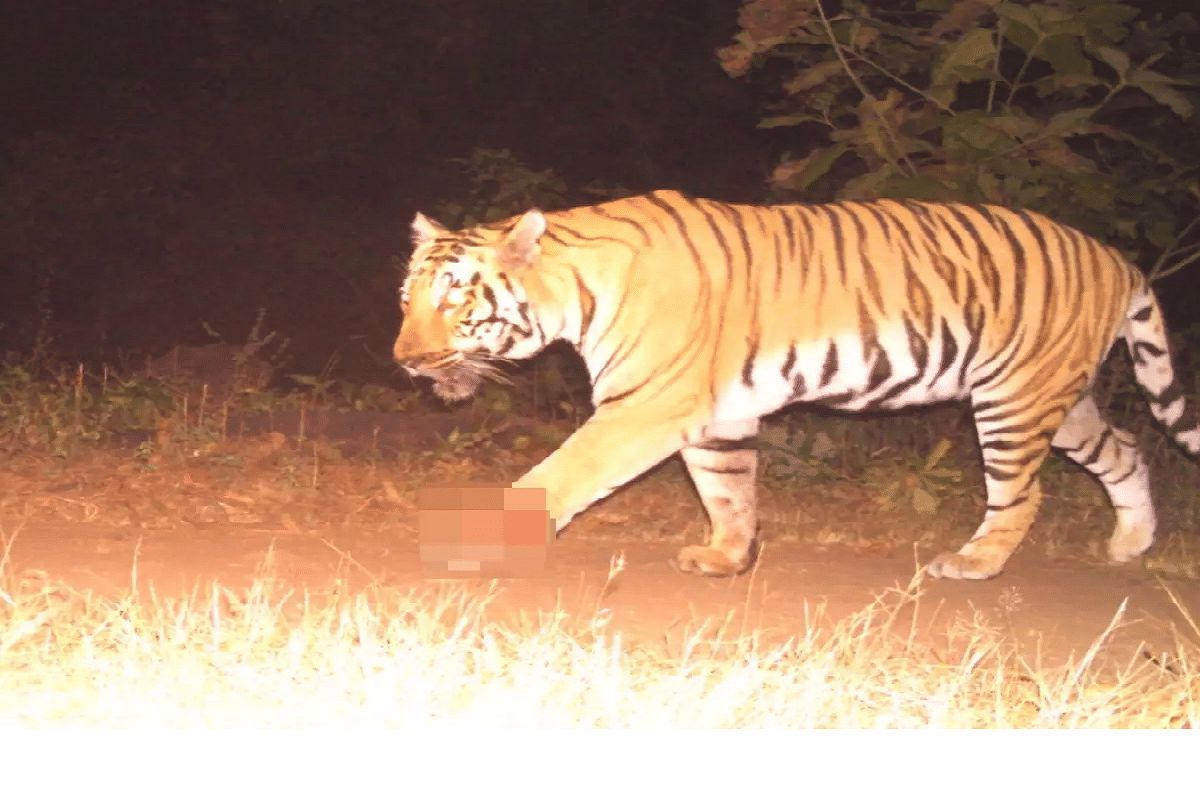 Tamil Nadu 3 people killed operation launched to trap man-eater tiger in Nilgiris