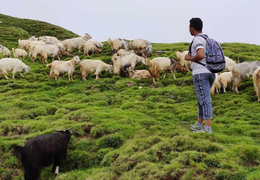 Goat and Sheep will also get Aadhaar number