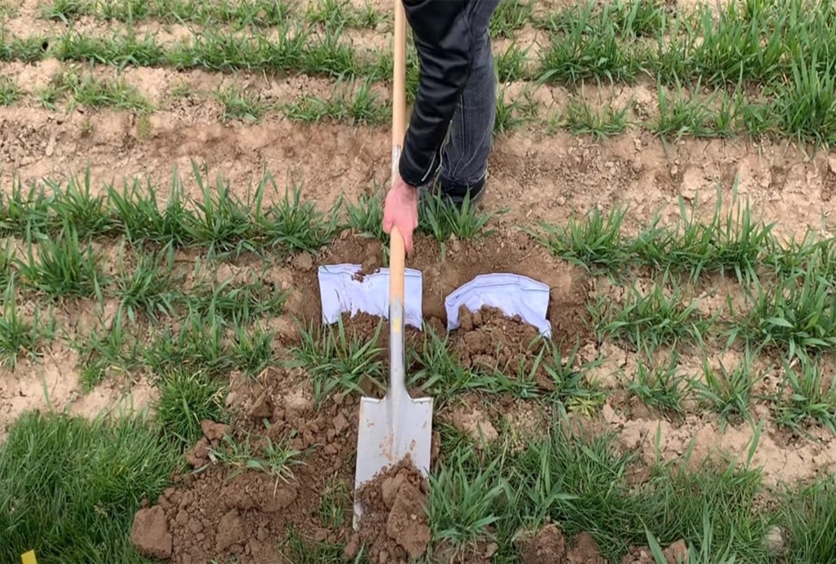 switzerland scientists buried 2000 white underwear for soil testing