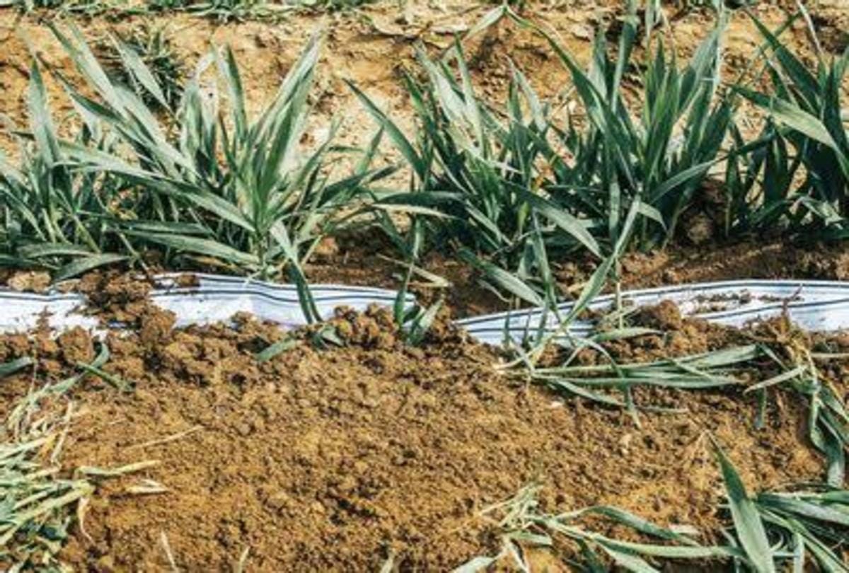 switzerland scientists buried 2000 white underwear for soil testing