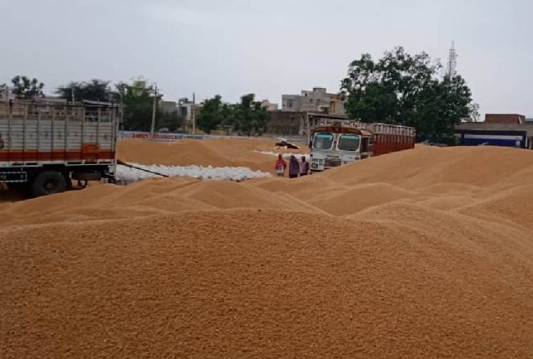 Wheat procurement process stop for two days in Haryana