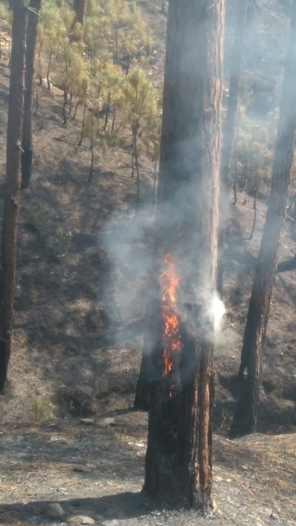 cases of forest fire are not stopping