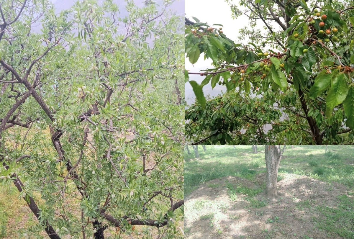 Himachal News: due to drought cherry fruit and plum drop almond size not increased