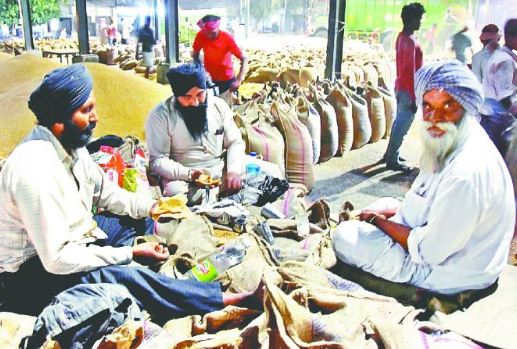 1.20 lakh metric tons wheat reached at Ludhiana Mandi