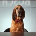 Busch Dog Job