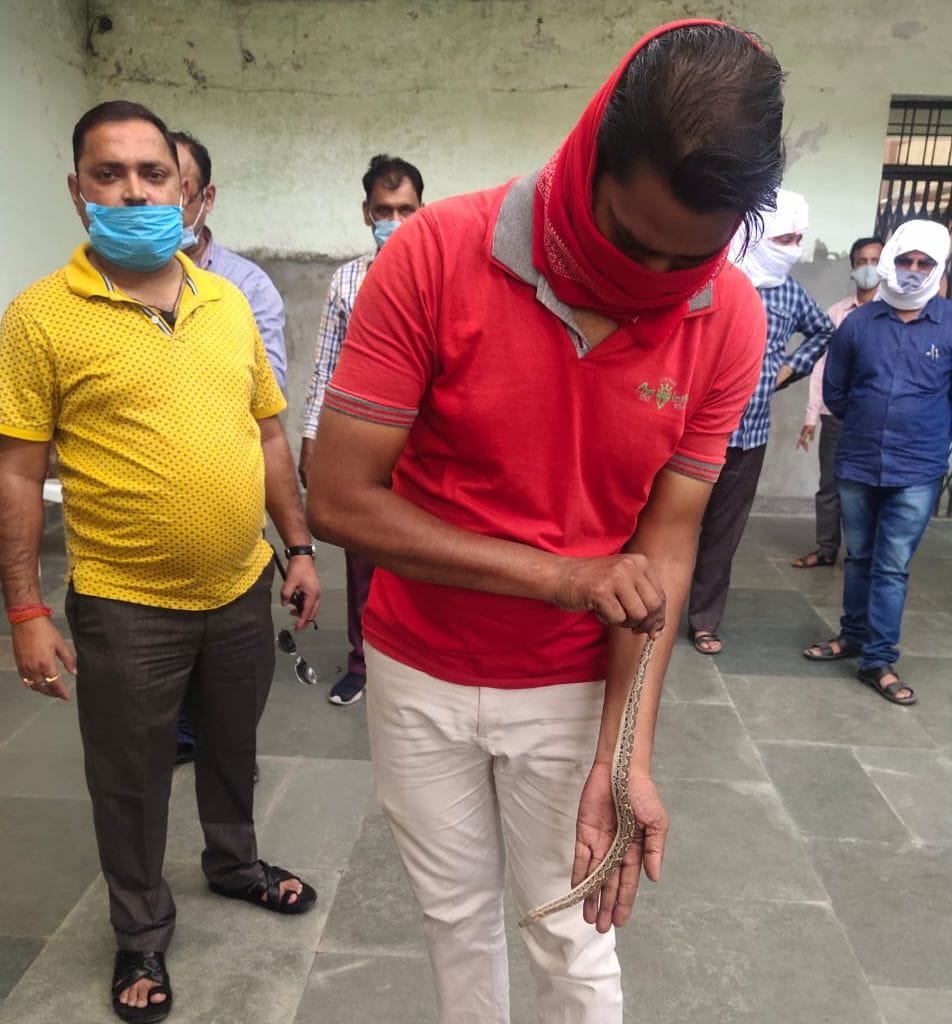 snake,hardoi news,sdm chamber,commotion,came out