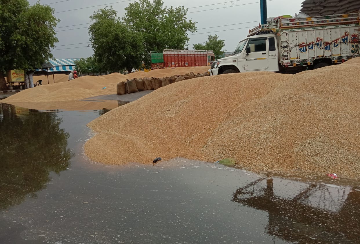 Unfulfilled arrangements open, more than 60 thousand quintals of grain Destroyed in rain