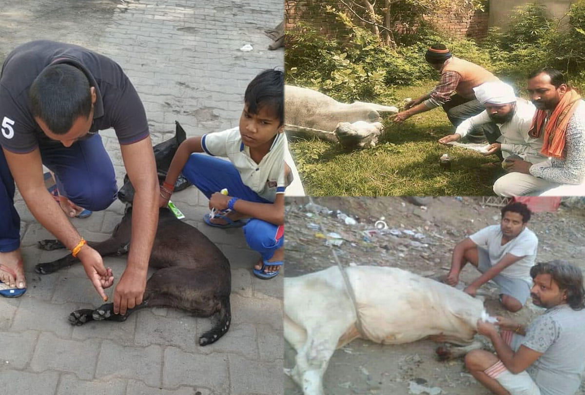 Animal lovers story in jalaun up