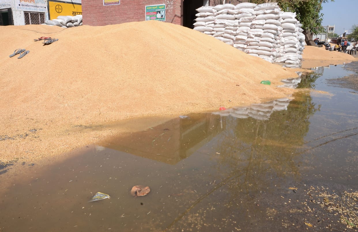 bhiwani grain market, wheat, wet, farmers, labours