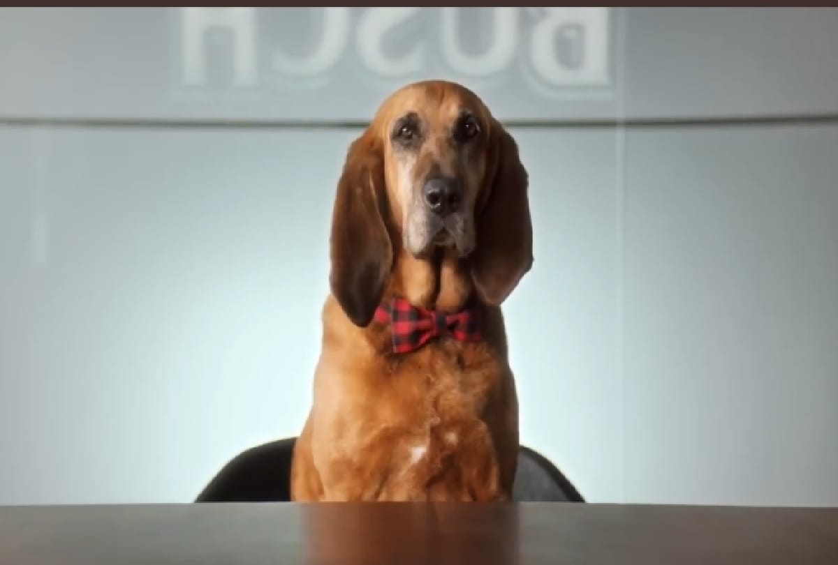 Busch Beer company offering job of 15 lacs rupees to dogs