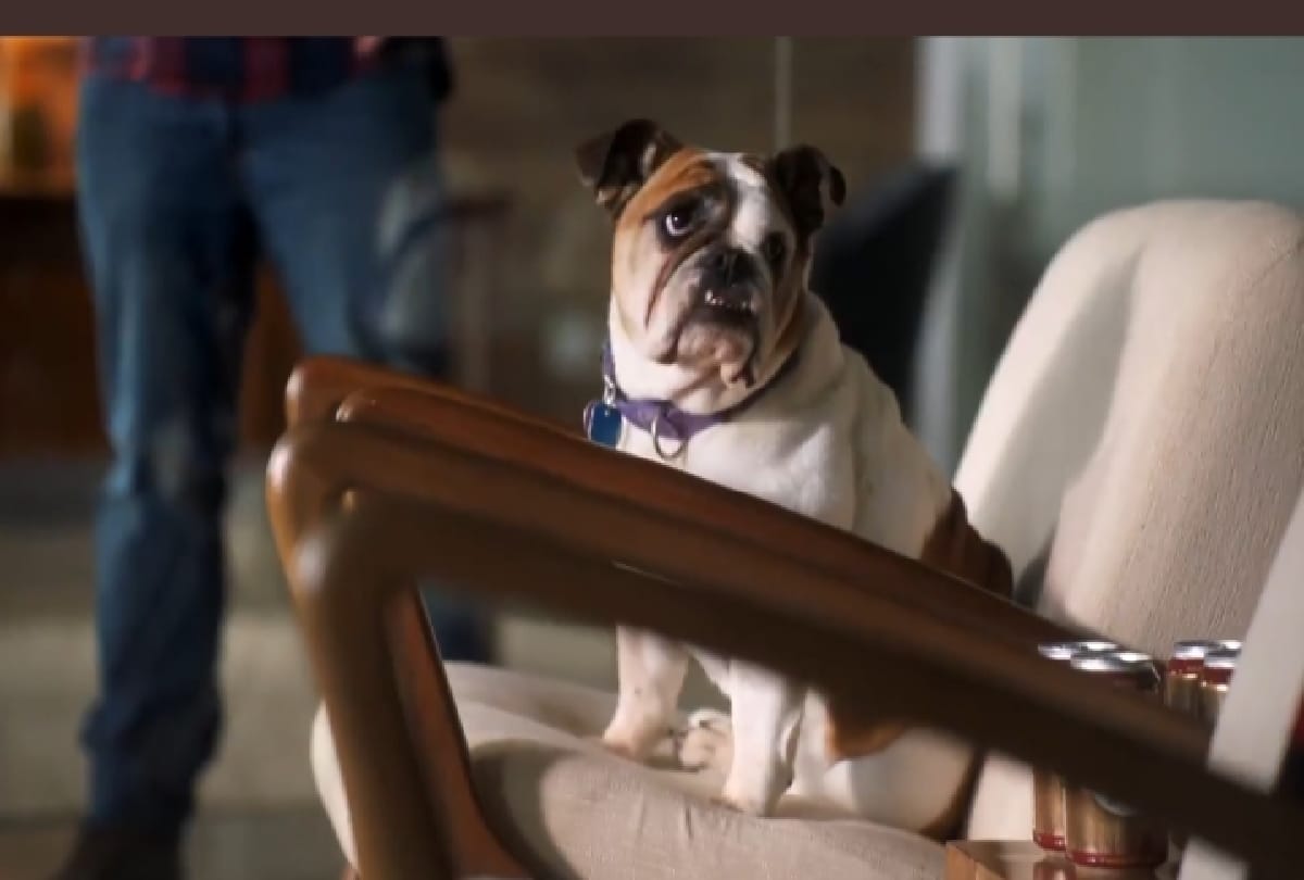 Busch Beer company offering job of 15 lacs rupees to dogs