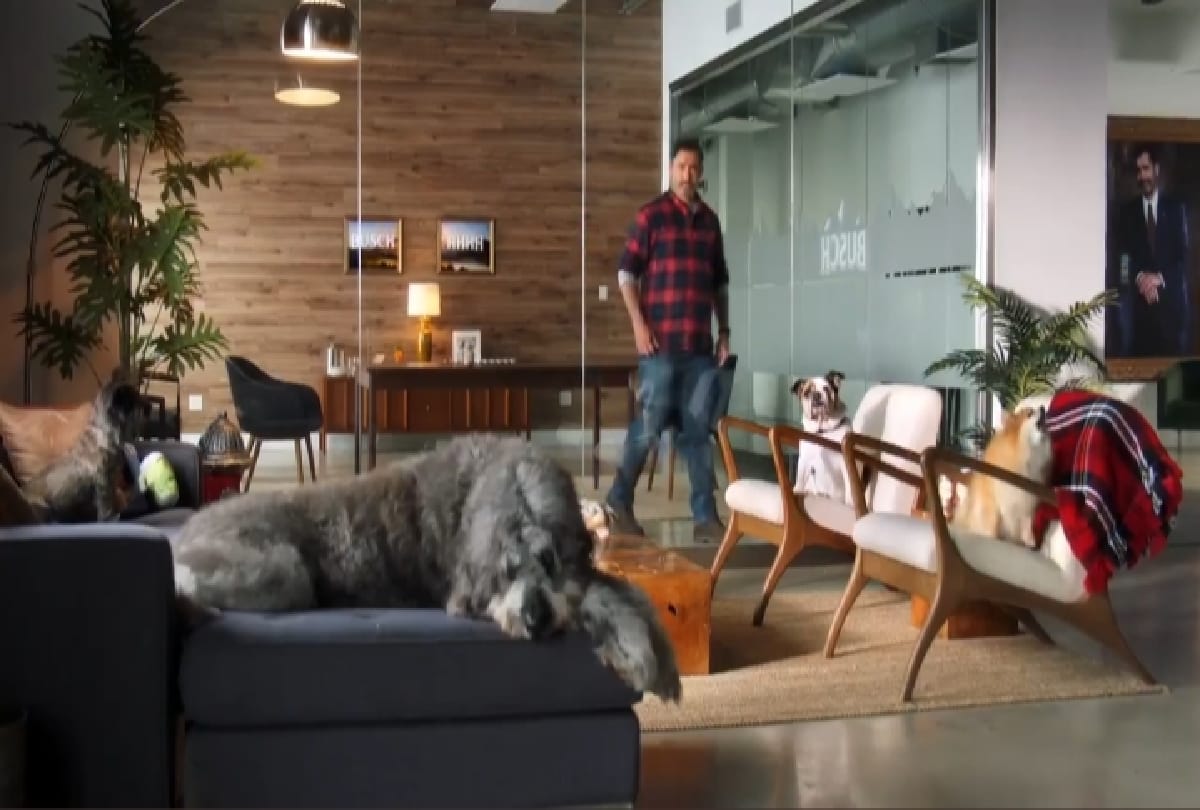 Busch Beer company offering job of 15 lacs rupees to dogs