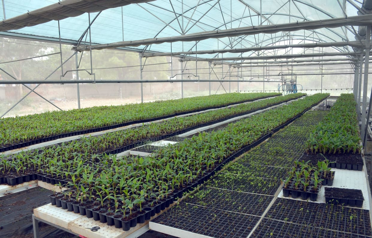 Plants of fruits and vegetables are being prepared in 1.25  rupees