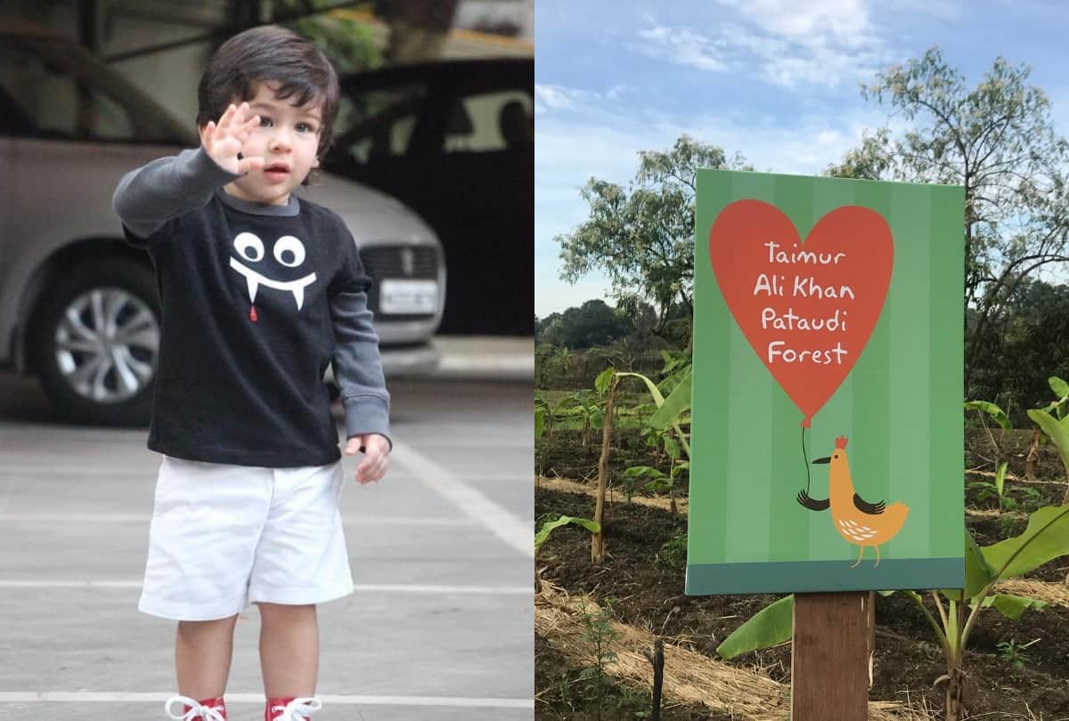 Taimur Ali Khan Becomes The Owner Of A Thousand Sqaure Feet Expensive Forest