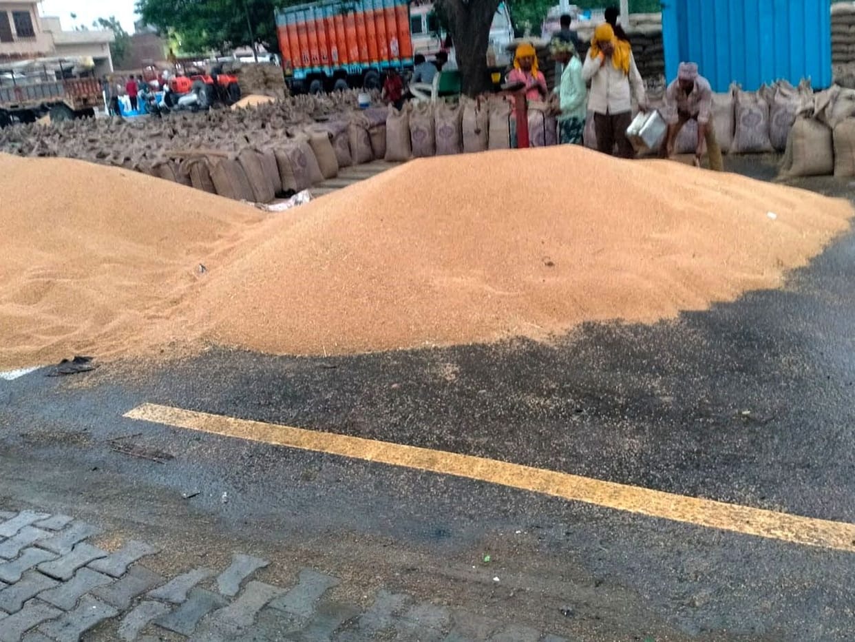 rainfall, wheat, crop market