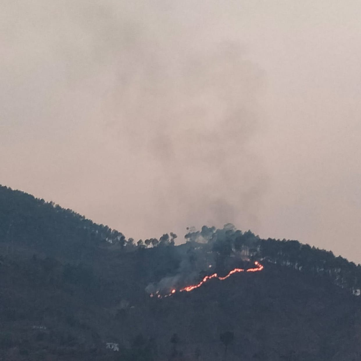 Fire in jungle.