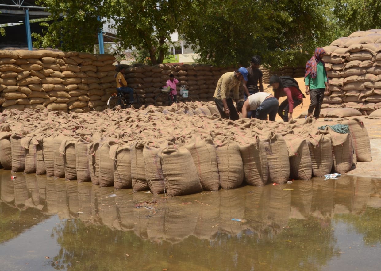 Wet wheat only is being filled in sacks in the grain market
