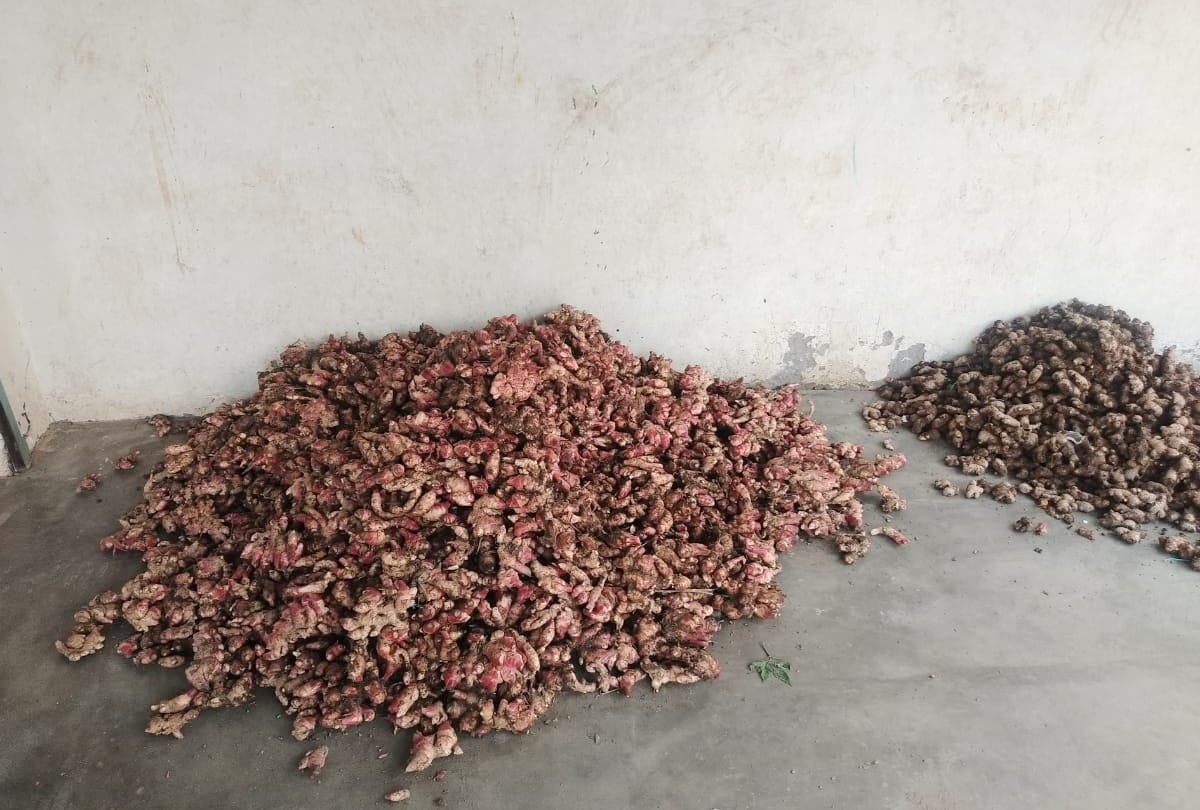 Sirmour news himachal pradesh: ginger seeds in grip of unknown bacterial disease