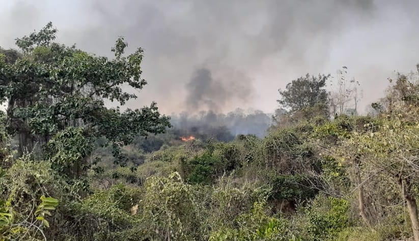 A fire broke out in the forest of Gandhinagar Beat
