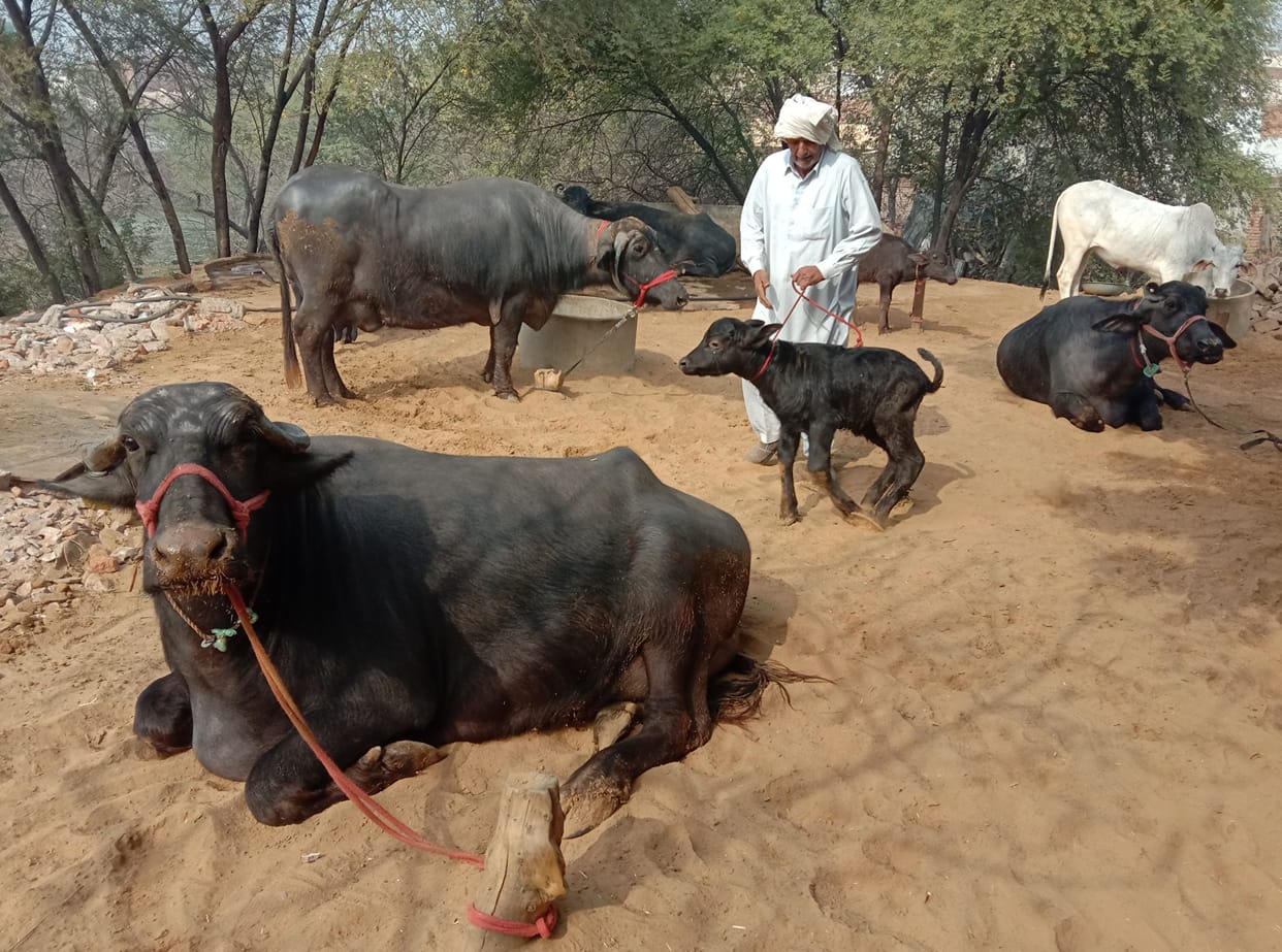 Digital cattle census work completed for the first time in the district