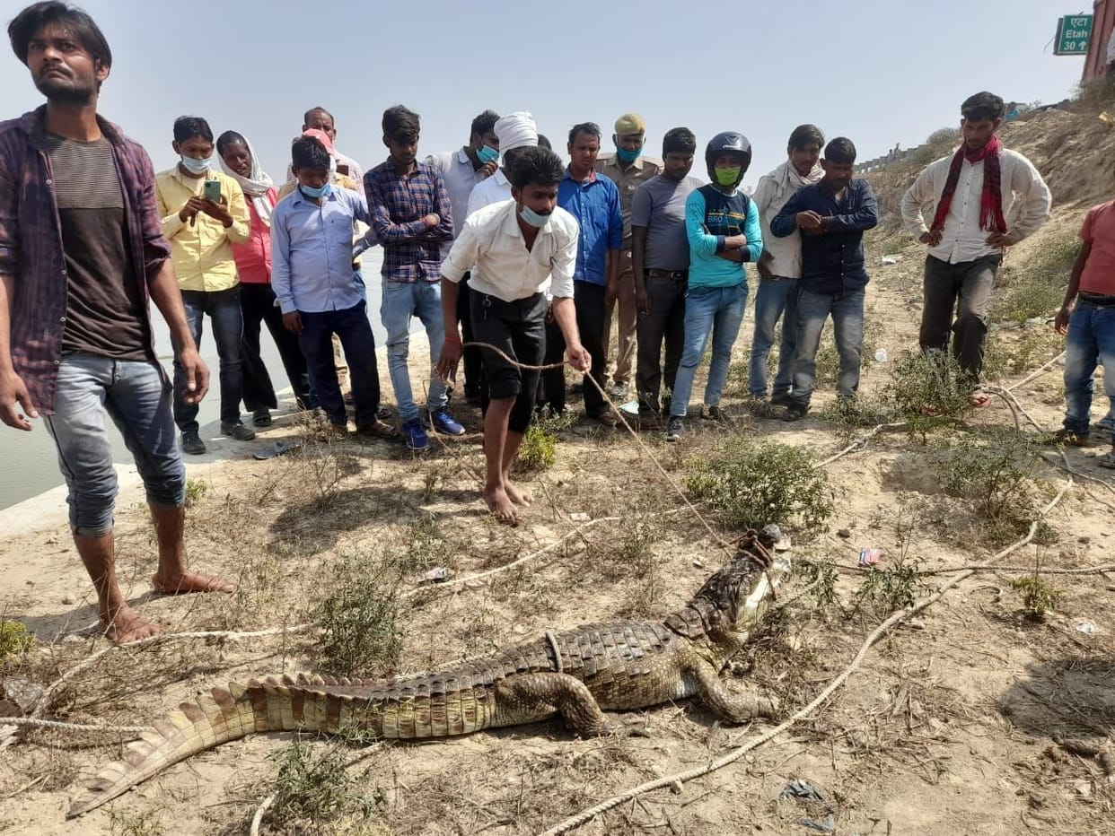 Villagers held crocodile, forest department freed