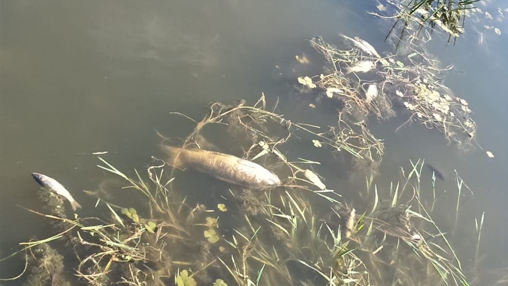 Hundreds of dead fish found in Khajjiar lake, chamba news