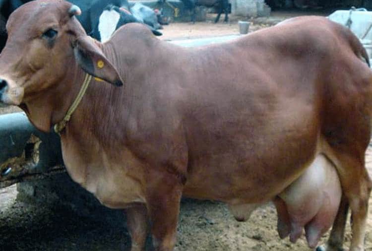 Indigenous cow panchamrita boost immunity reveals in research
