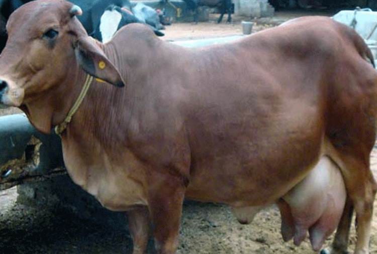 Indigenous cow panchamrita boost immunity reveals in research