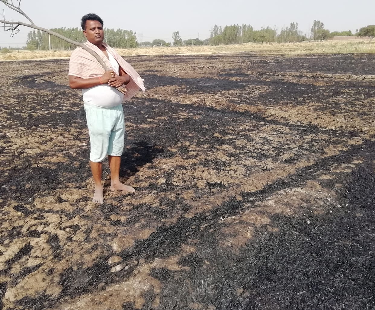 Six bigha crop burnt due to starlight spark