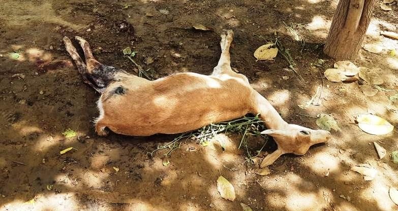 Deer killed by dog attack in Saadabad
