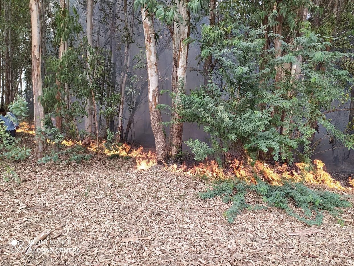 Five bigha eucalyptus garden burnt by fire